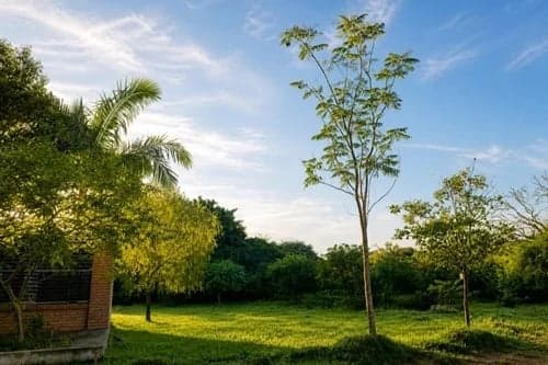 DOS TERRENOS JUNTOS EN LUQUE - YCUA DURE