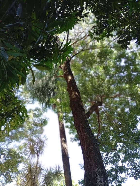 Terreno en Fernando de la Mora zsur a cuadras del Abasto 